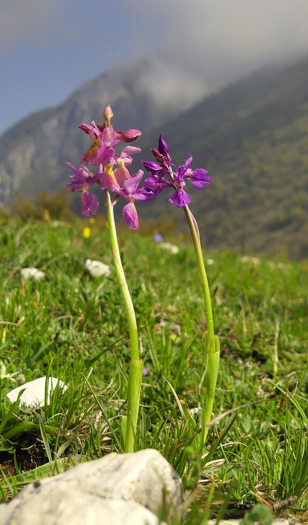 O.pauciflora, O.provincialis, O.quadripunctata, O.xcolemanii, 4 belle Orchis.